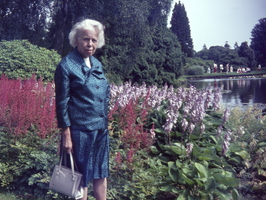 Ivy